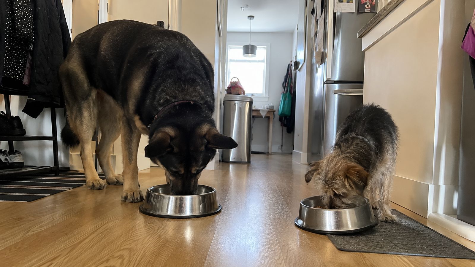 Two dogs eating side by side from separate bowls in a kitchen