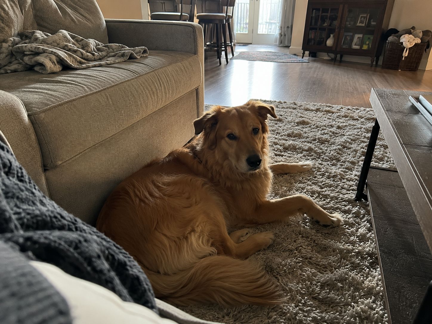 A relaxed dog with a healthy shiny coat at home