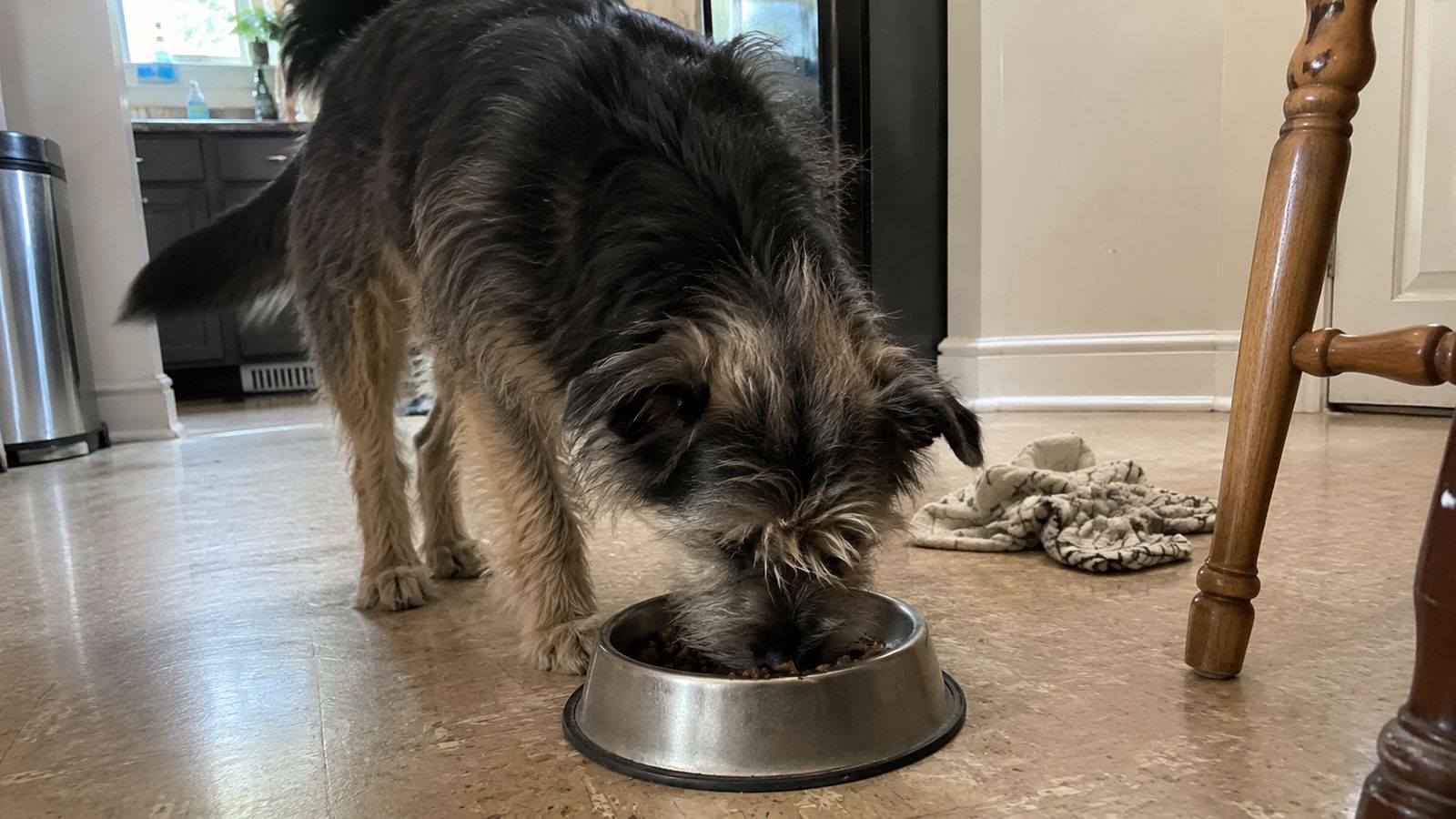 A dog eating fresh food from a bowl in a home kitchen